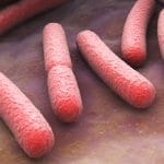 Bacteria in the Intestines